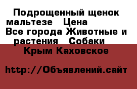 Подрощенный щенок мальтезе › Цена ­ 15 000 - Все города Животные и растения » Собаки   . Крым,Каховское